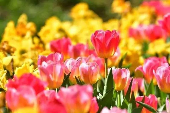 A vibrant field of pink and yellow tulips in bloom. A vibrant field of pink and yellow tulips in bloom.