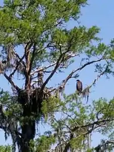 An eagle perched on a branch of a lush green tree against a clear blue sky.