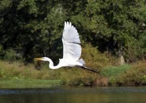 A white heron flies over a tranquil lake surrounded by greenery.