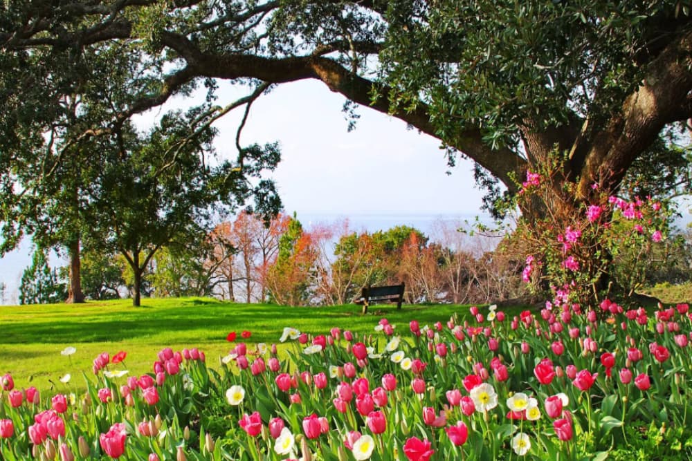 A vibrant flower garden with pink tulips and white blooms under a large tree, overlooking a serene landscape.