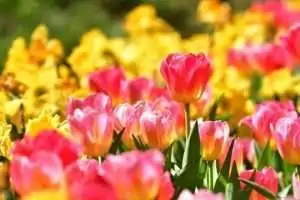 A vibrant field of pink tulips interspersed with yellow flowers.