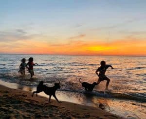 Silhouettes of children and dogs play in the water at sunset.