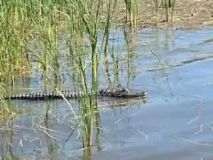 A crocodile partially submerged in water among tall green grasses.